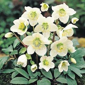 Helleborus niger.jpg